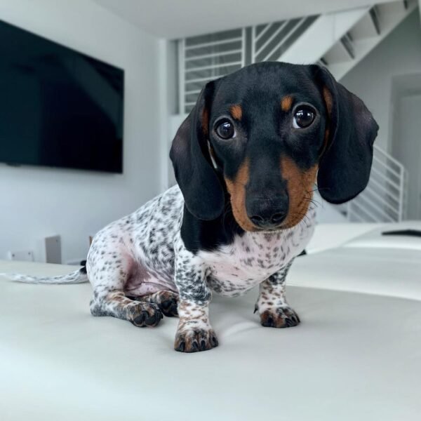 Max - Image 3