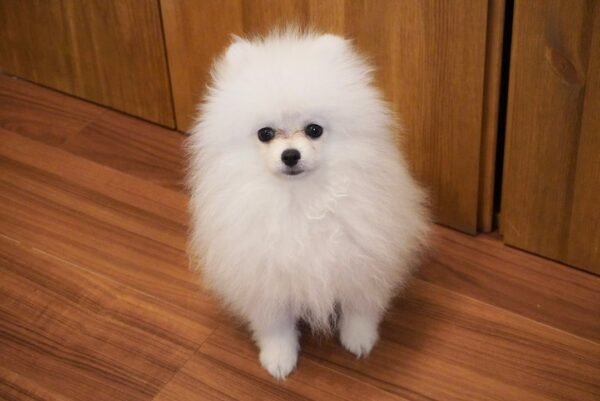 Pomeranian Zwergspitz Kaufen