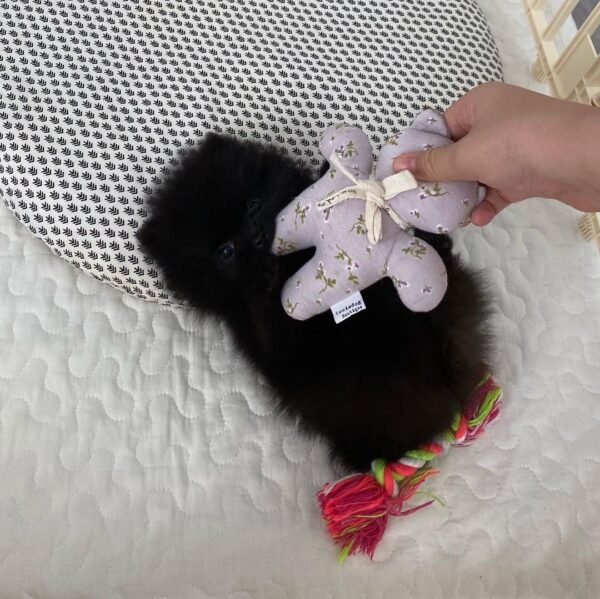 Pomeranian Welpen Kaufen