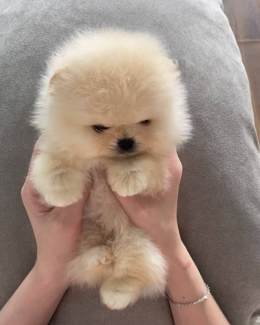 pomeranian hunderasse