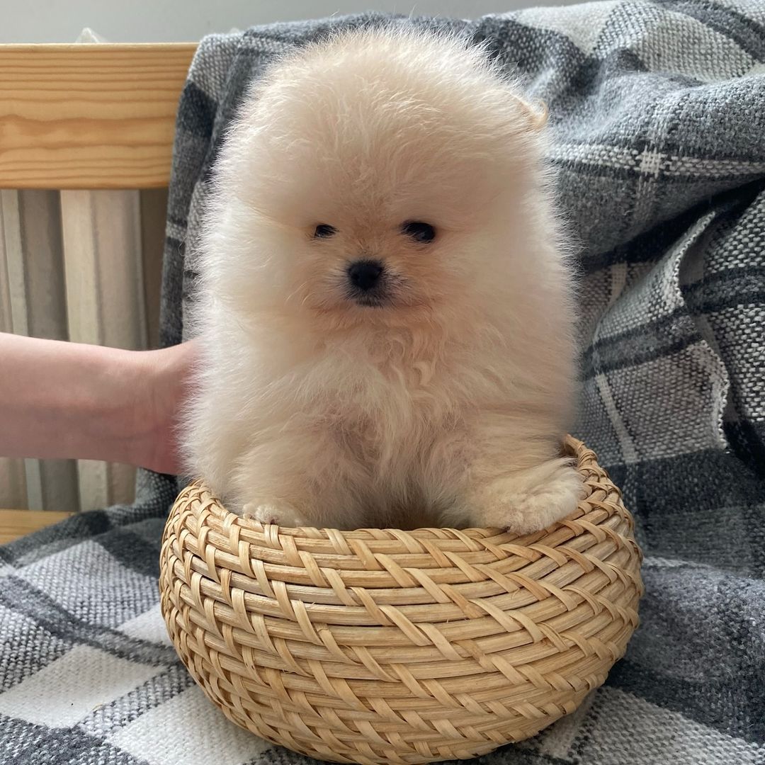 pomeranian hunderasse