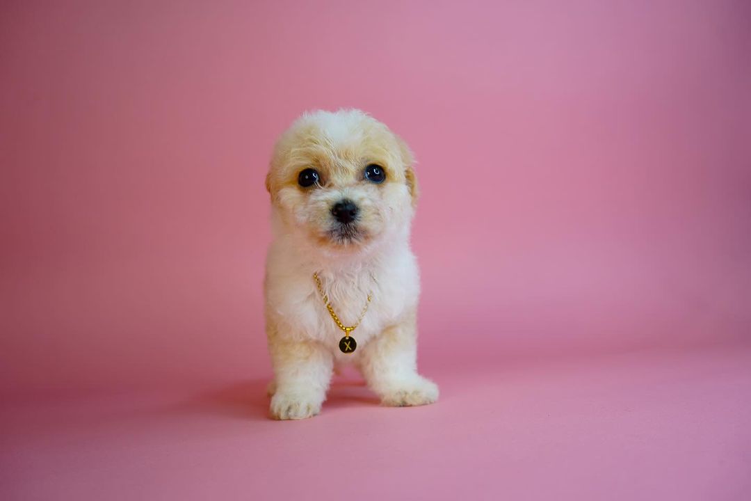 Hundewelpen Maltipoo